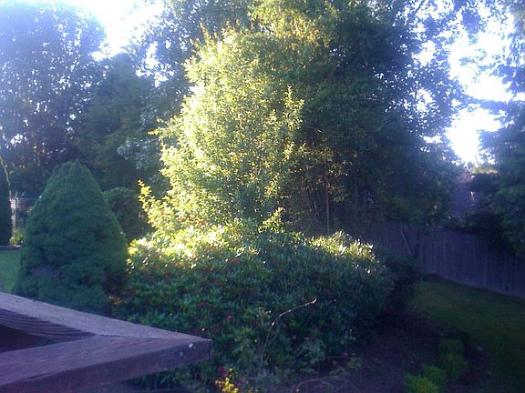 Backyard off east deck
