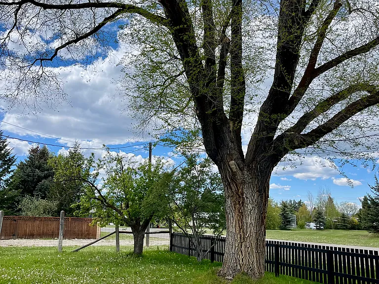 Front yard
