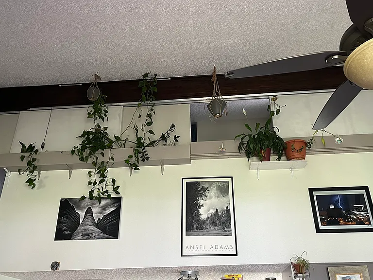 Plants are currently in the place but will be removed unless the tenant has a green thumb and wants them around.