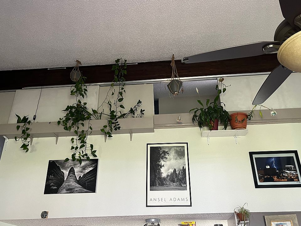 Plants are currently in the place but will be removed unless the tenant has a green thumb and wants them around.