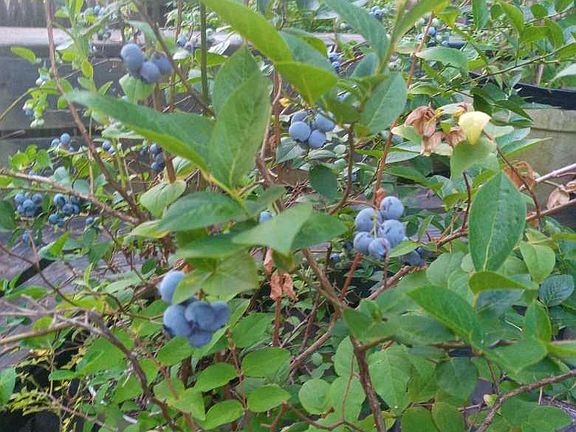 Blueberries abound on a huge deck