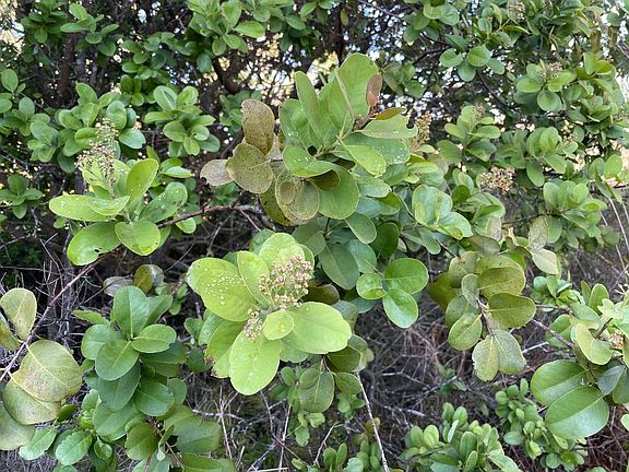 4th image of Pukeawe Cir Lot 186