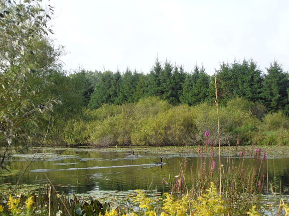 FISH AND WILDLIFE POND