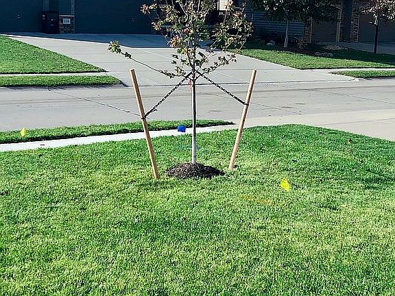 New Sugar Maple Front Yard