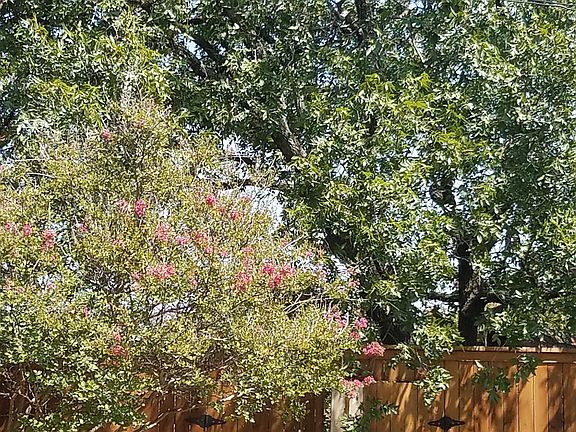 Mature trees and ornamentals