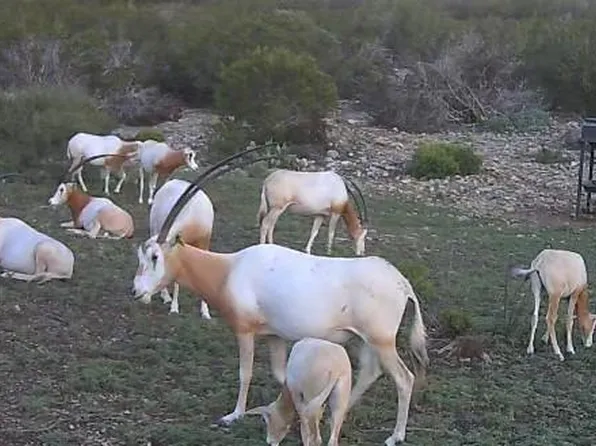 3224 Ranch Rd, Rocksprings, TX 78880