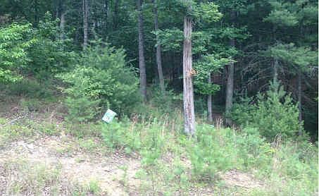 2nd image of Lot 53 Old Birch Bend