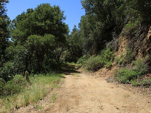 Privacy in coastal oaks