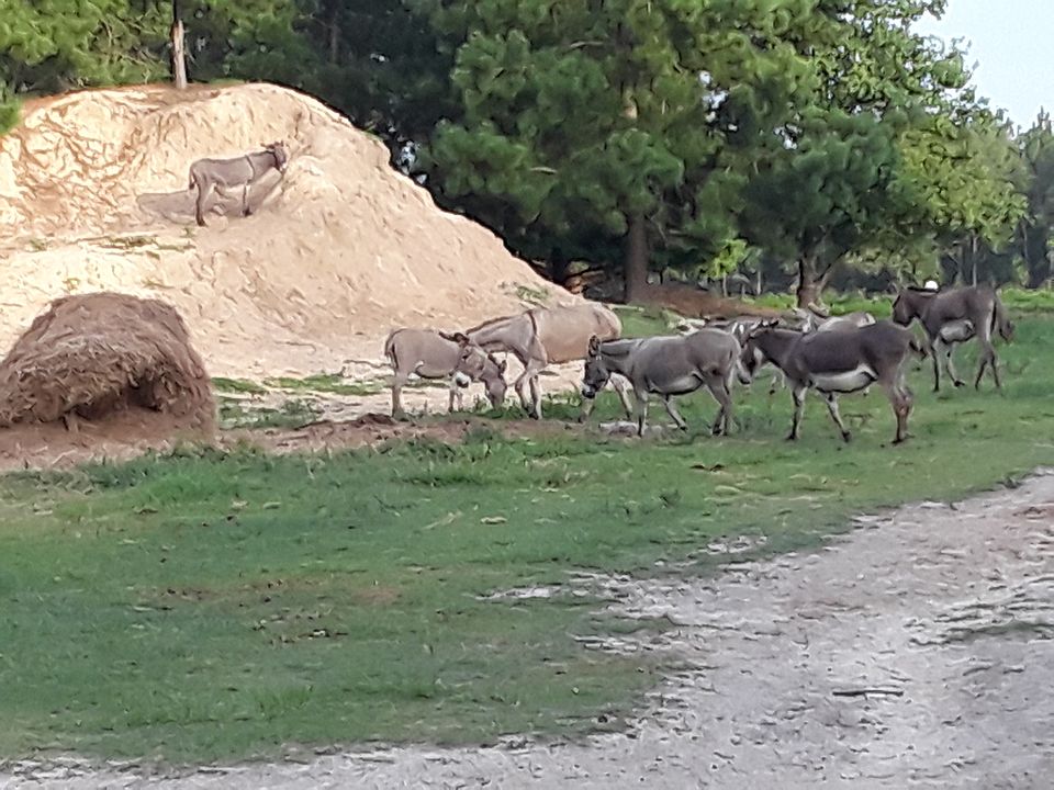 1594 Peach Rd, Morven, GA 31638 Zillow