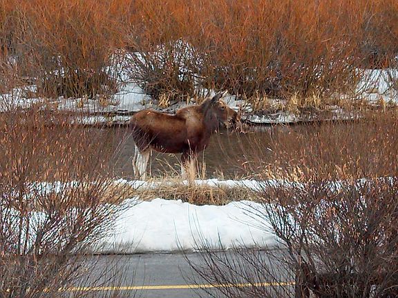 abundant wildlife