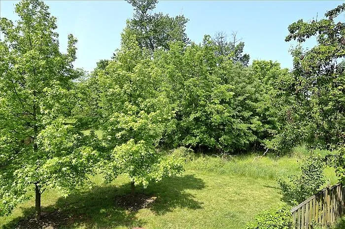 Backyard view