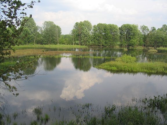 Pond In Summer