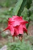 Dragon fruit