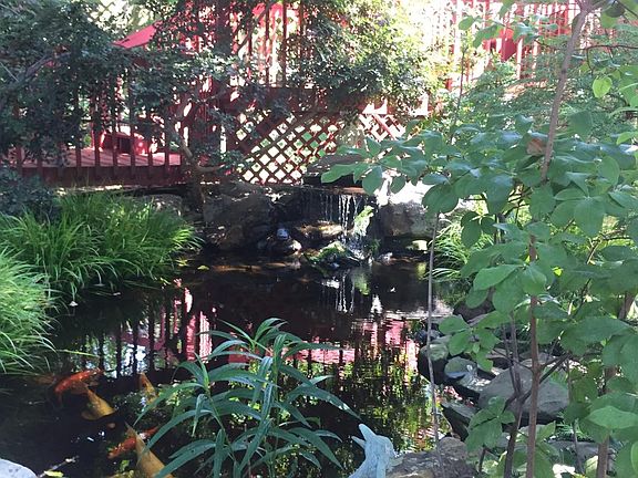 koi pond