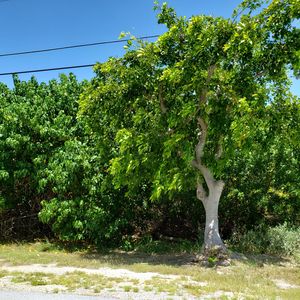 195 Indies Dr S, Marathon, FL, 33050