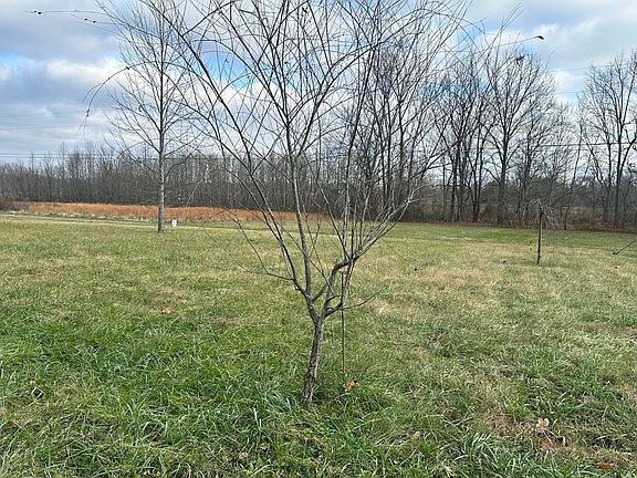 4th image of 21 Monkey Bluff Rd