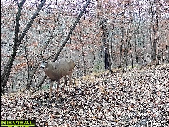 5th image of 1948 Nature Trl