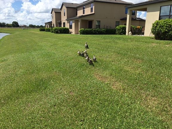 Neighbors in back