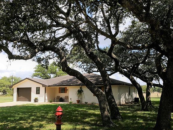 Huge Live Oak Trees