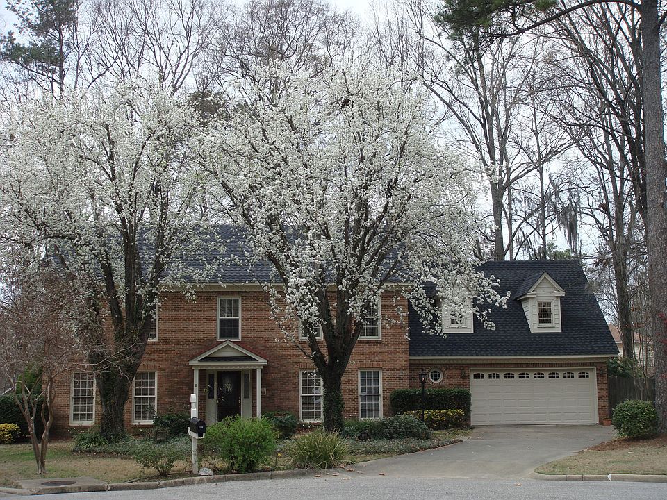 Springtime Blooming Pear Trees in Front Yard