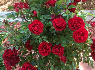 179 La Cueva St, Los Alamos, NM 87544