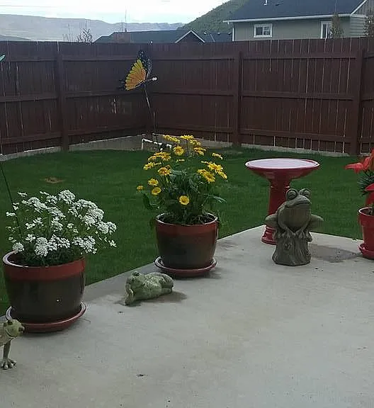 Backyard & patio