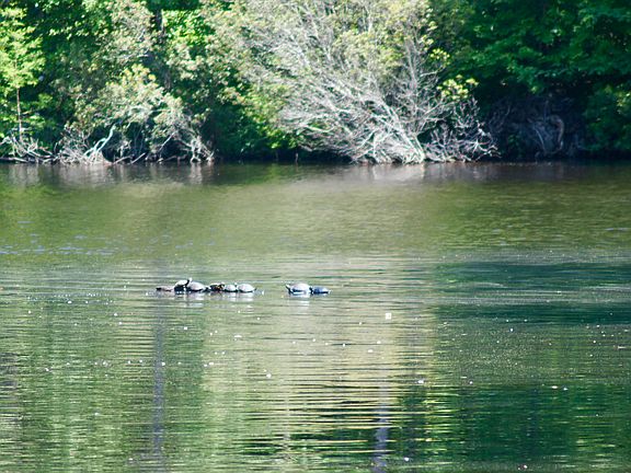 Wildlife around property