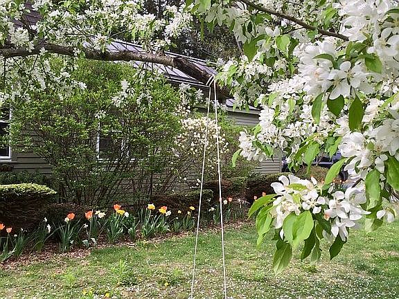 Blooming crab apple tree