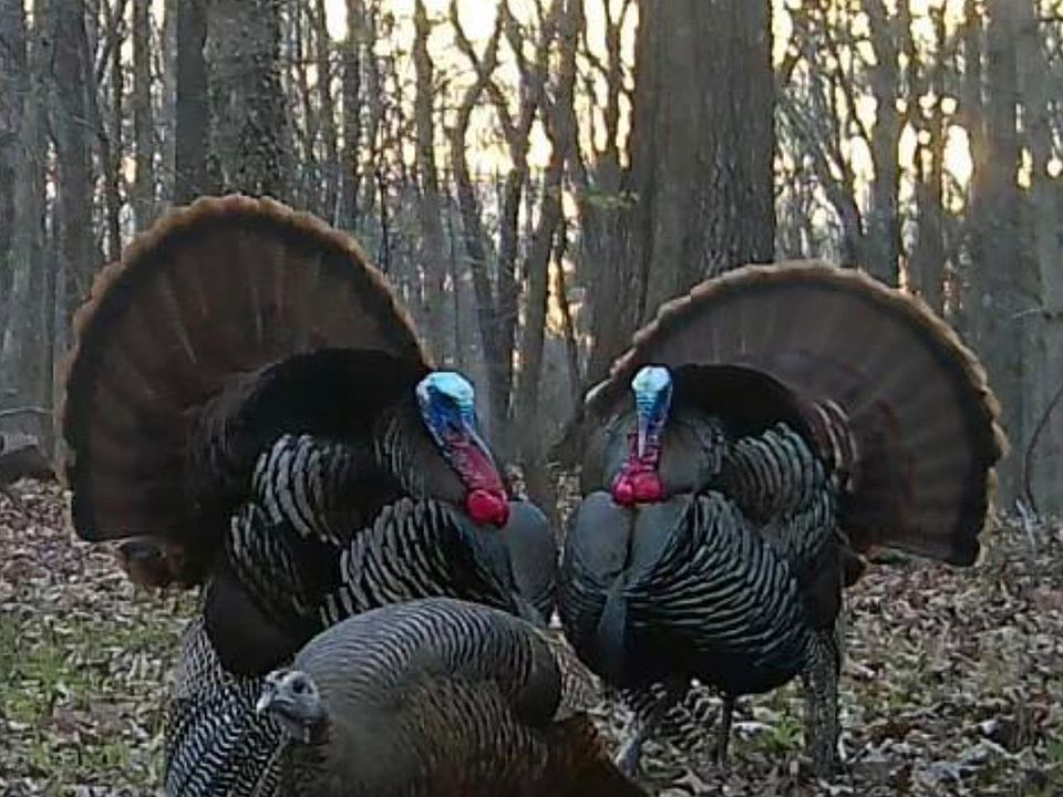 1st image of 3990 Monk House Rd