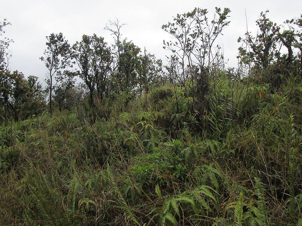 2nd image of Leila Rd Lot 15