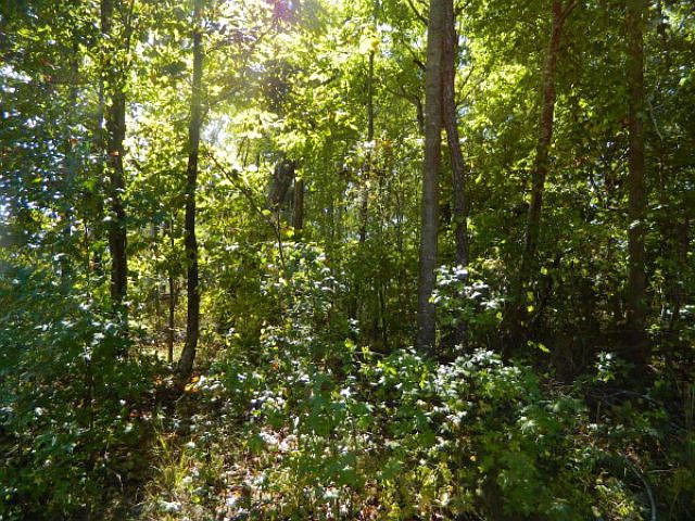 2nd image of Lot 76 Tatem Street LOT 76