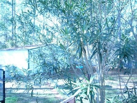 Backyard Storage Shed