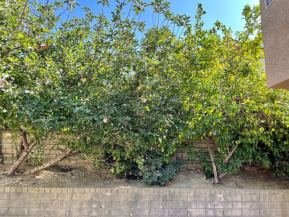 Fruit trees in backyard
