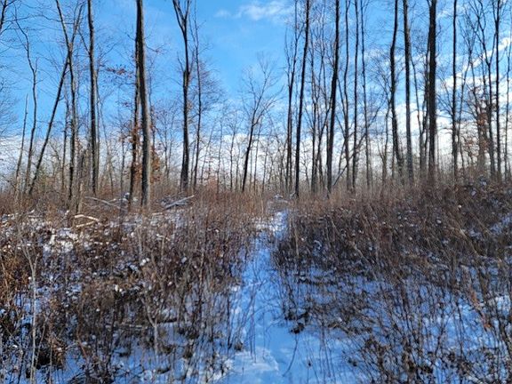 3rd image of 25 Acres Rollingwood Road