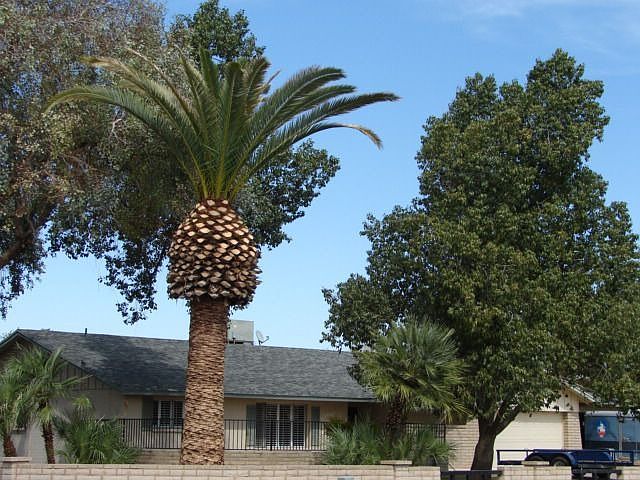 Trees & House