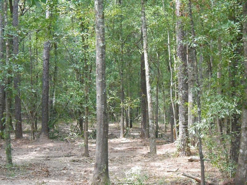 1st image of Mitchell Rd