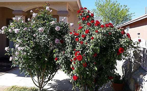 3rd image of 12337 Tierra Apache Dr