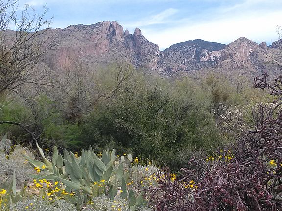 view from the back door