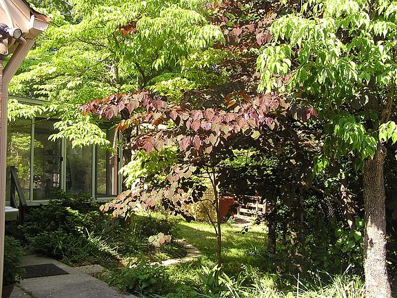 Back  Yard