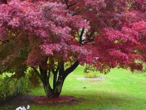 Japanese/Red Maple tree