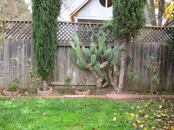 Backyard Lawn (or Garden?)
