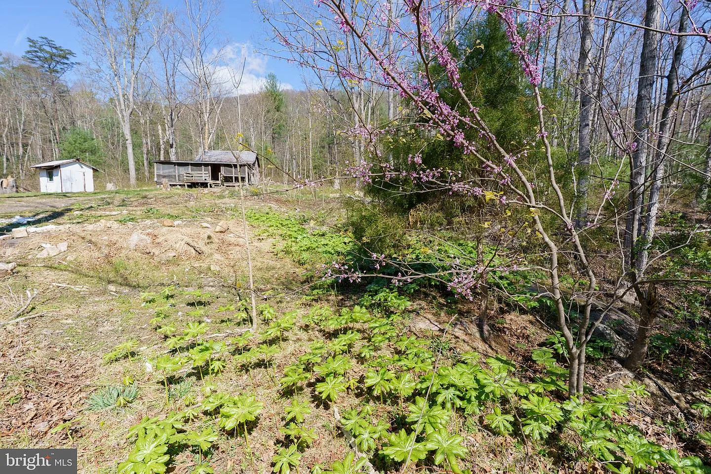 3336 Wolf Gap Rd photo 1