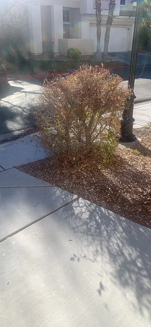 Summerlin — Photo 4
