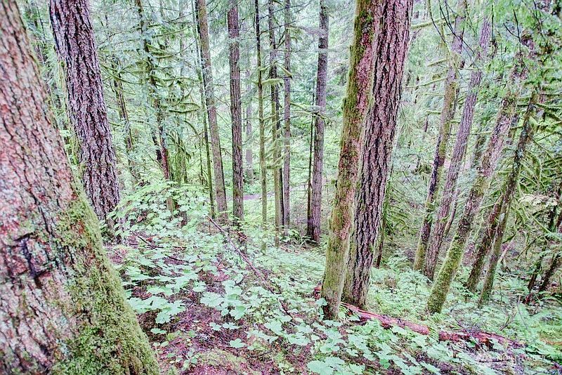 2nd image of 17 Schinn Canyon Circle