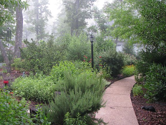 Misty Morning