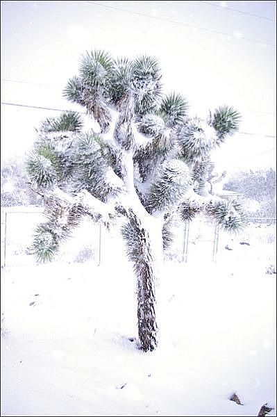 Joshua Tree in front yard