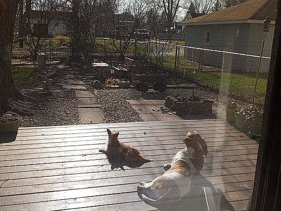 Sunning on the patio