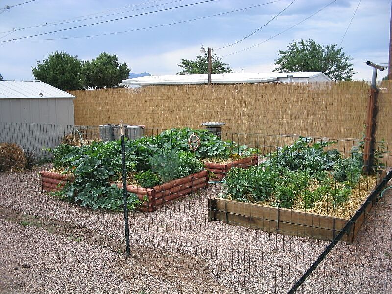 Back yard raised garden
