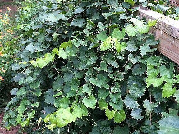 Muscadine Vines on Fence