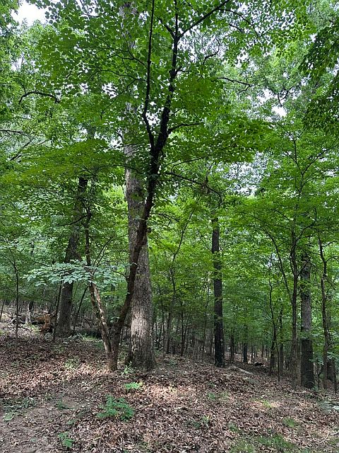 2nd image of 14315 Blue Mountain Rd